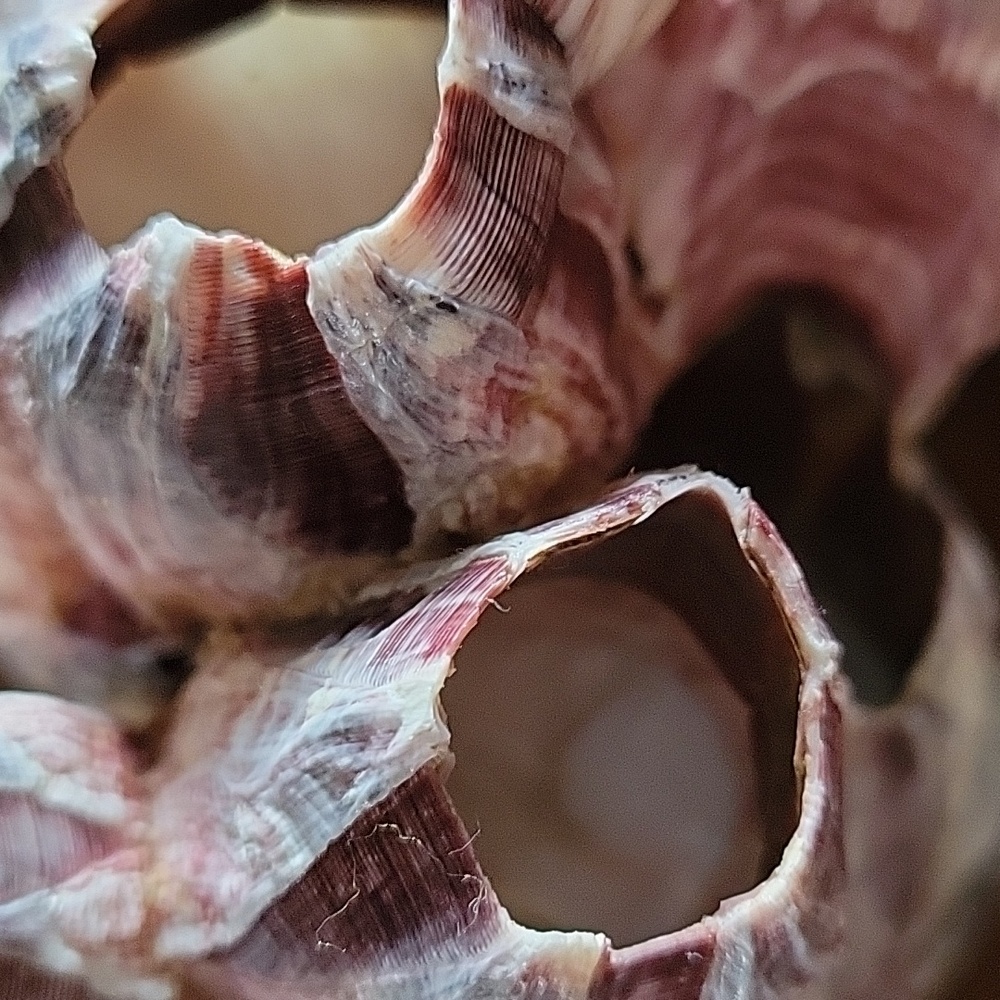 HP 😃 Natural Barnacle Coral Fish Tank Aquarium Pond Shrimp Shelter Home Ocean - Picture 10 of 10